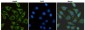 Hsp60 Antibody